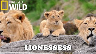 Lion Documentary  New Generation Will They Survive  Wild Life 2020 Full HD 1080p [upl. by Toland792]