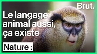 Le langage chez les singes [upl. by Leinehtan]