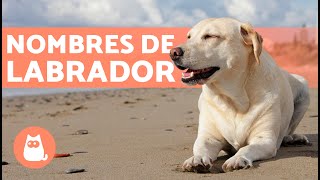 Nombres para perros labradores [upl. by Genna]