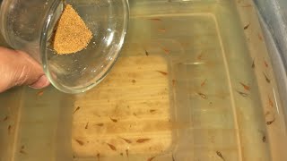 How to make baby fish Food  baby fish Ke Liye khana kaise taiyar karen  molly platy guppy fish [upl. by Drexler626]