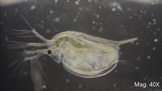 Daphnia magna under the Microscope [upl. by Cirle742]