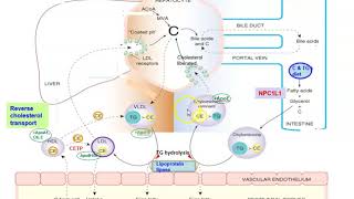 Cholesterol transport Exogenous amp Endogenous pathways [upl. by Dahlia]