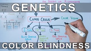 Genetics of Color Blindness [upl. by Gnourt]