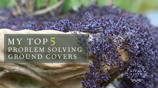 My TOP 5 Ground Covers [upl. by Elaina759]