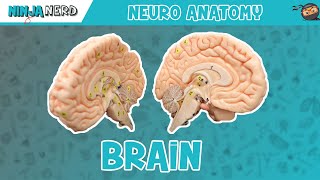 Anatomy of the Brain  Model [upl. by Oira]