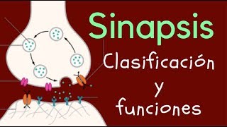 SINAPSIS Clasificación y funciones [upl. by Strep787]