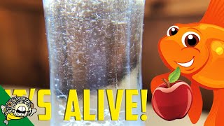 How to culture Vinegar Eels The EASY Way Live Fish Food [upl. by Gilead]