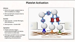 Hemostasis Lesson 2  Platelet Activation and Aggregation [upl. by Roede850]