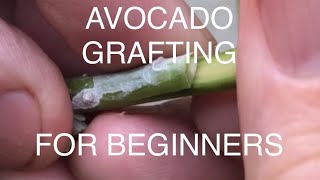 Avocado tree Grafting for beginners Very simple how to video for home gardeners [upl. by Mowbray]