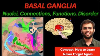 Basal Ganglia  CNS Physiology  Neuroanatomy Video [upl. by Aynna]