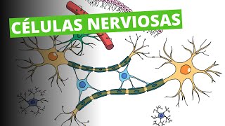 NEURO 3 Células Nerviosas  Doctor Greg [upl. by Rialb977]