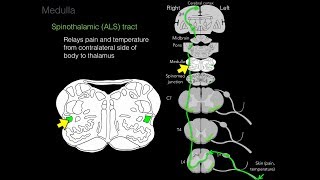 Foundational features of the brainstem [upl. by Starling253]