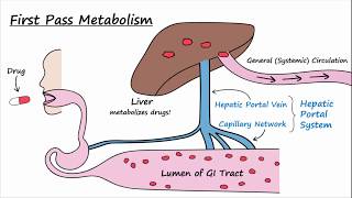 Bioavailability and First Pass Metabolism [upl. by Tudela]