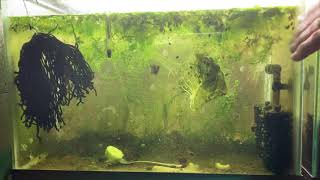 Scuds Daphnia Cherry Shrimp Copepods My aquatic food culture [upl. by Aramad255]