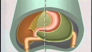 Embryological Development of GastroIntestinal Tract  ACLAND [upl. by Entwistle]