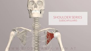 Subscapularis Shoulder Series Part 9 3D Animation [upl. by Ycram335]