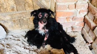 Rescued sick dog with 5 puppies [upl. by Azriel]