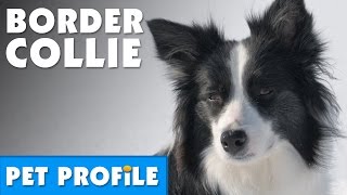 Border Collie Pet Profile  Bondi Vet [upl. by Bensky]