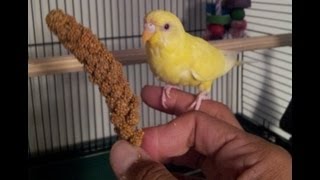 Teaching a parakeet to perch on your hand [upl. by Notslar142]