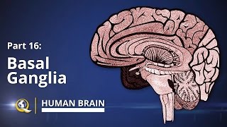 Basal Ganglia  Human Brain Series  Part 16 [upl. by Engenia]