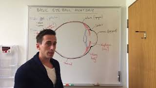 Basic Eye Anatomy and Physiology [upl. by Schertz]