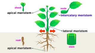 Types of Plant Cells [upl. by Amihc30]