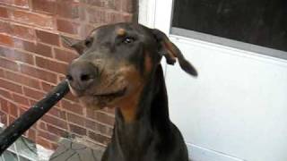 Doberman saying quotI love youquot [upl. by Tulley]