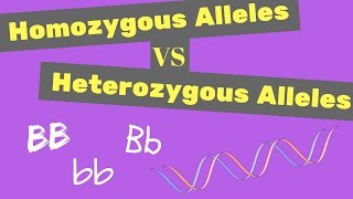 Homozygous vs Heterozygous Alleles  Punnet Square Tips [upl. by Furlong]