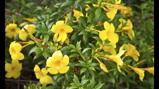 Dipladenia o mandevilla  Bricomanía ​ [upl. by Aenad]