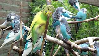 AviaryBirds  Budgies  Parakeets  Parkieten [upl. by Kucik]