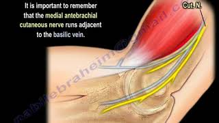 NERVE INJURY The Medial Antebrachial Cutaneous Everything You Need To Know  Dr Nabil Ebraheim [upl. by Sirmons922]