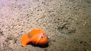 Best of 2015 Adorable Dumbo Octopuses  Nautilus Live [upl. by Beeck]