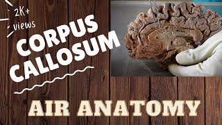 Corpus callosum  Air Anatomy [upl. by Llevart57]