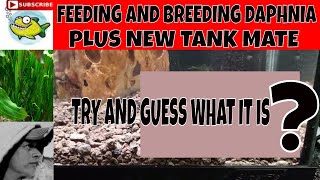 HOW TO BREED DAPHNIA SUPER EASY [upl. by Ttenrag]