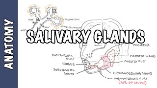 Salivary glands  Anatomy and Physiology [upl. by Burgener99]