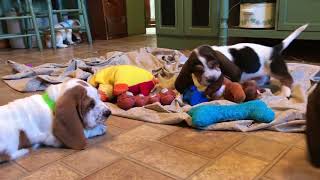 Basset Hound Puppies playing [upl. by Nocaed]