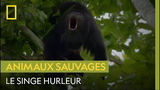 Maltraitance animale  Le calvaire des singes de la réserve de Can Gio [upl. by Hannasus]