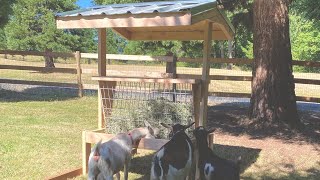 Nigerian Dwarf Goat No Waste Hay Feeder [upl. by Eboj151]