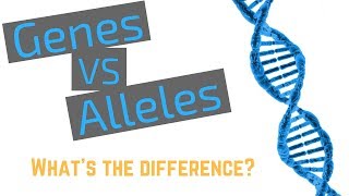 Genes vs Alleles [upl. by Aidam]