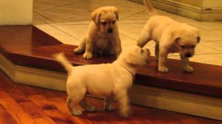 Perros Labradores Retriever jugando [upl. by Harrod]