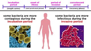 Bacterial Infections in Humans [upl. by Eimar]