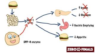 How does sitagliptin work DPP4 inhibitors and GLP1 mimetics [upl. by Yesac260]