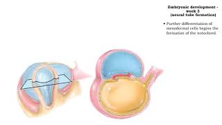 Embryonic development  Week 3 [upl. by Atsok525]