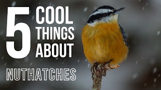 5 COOL Things About Nuthatches [upl. by Klenk463]