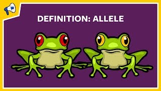 What is an Allele Quick Definition [upl. by Onaivlis]