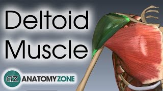 Deltoid Muscle Anatomy  AnatomyZone [upl. by Nerot]