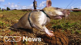 Giant Rats Are Sniffing Out Landmines and Tuberculosis [upl. by Leola]