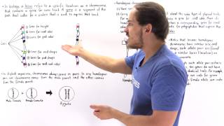 Genes Alleles and Loci on Chromosomes [upl. by Abisia]