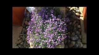 Aubretia in flower help and care Stunning HD [upl. by Tenn]