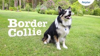 Border Collie Dog Breed Lifespan Temperament amp more  Petplan [upl. by Theodor]